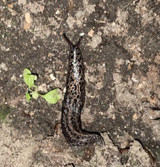 Limax maximus