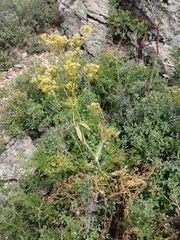 Ferula songarica