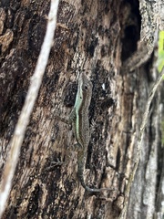 Anolis opalinus