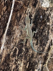 Anolis opalinus