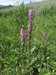 Pedicularis elata