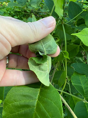 Prociphilus fraxinifolii