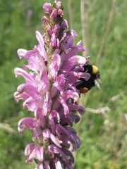 Pedicularis elata