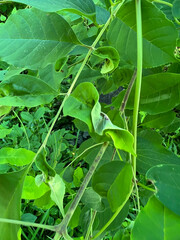 Prociphilus fraxinifolii