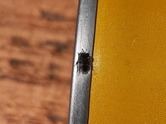 Cratomus