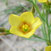 Wyoming Flax - Photo (c) Matthias Buck, some rights reserved (CC BY-NC), uploaded by Matthias Buck