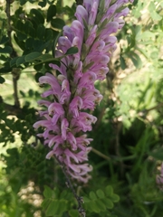Pedicularis elata