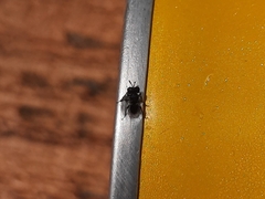 Cratomus