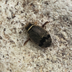 Thermonectus nigrofasciatus nigrofasciatus