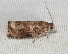 Olethreutes appendiceum