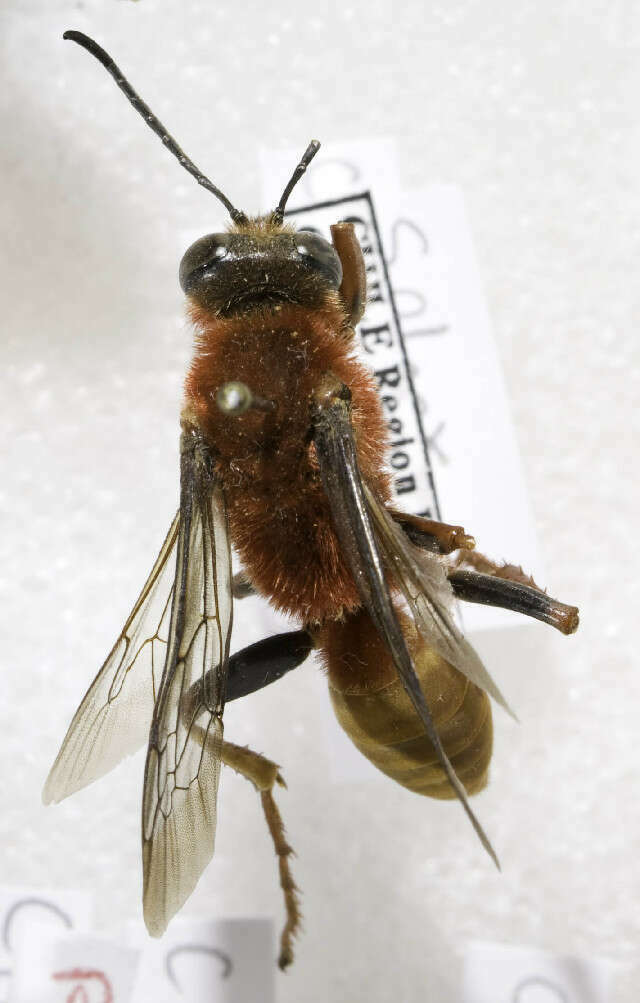 Avispa Gallo (Insectos en huertas y jardines de Bariloche