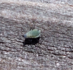 Macrosiphum albifrons