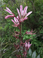 Dictamnus angustifolius