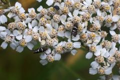 Adela septentrionella