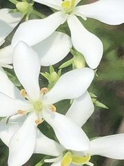 Sabatia difformis