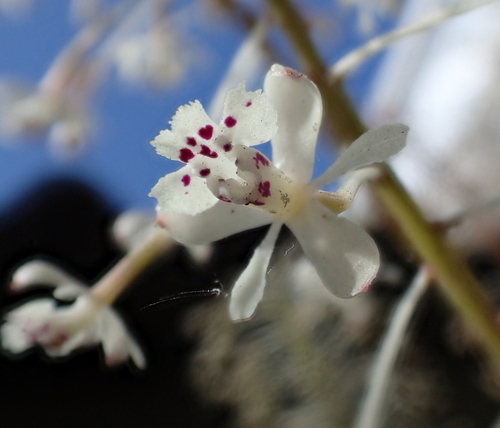 Epidendrum elegantissimum F.Lehm. & Kraenzl. 3