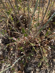 Eriogonum nudum auriculatum