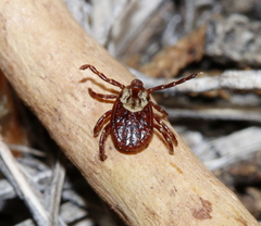 Dermacentor andersoni