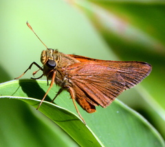 Synapte malitiosa