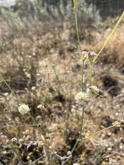 Eriogonum nudum auriculatum