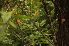 Psilopogon flavifrons