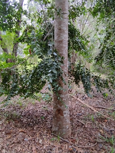 Agathis robusta