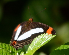 Adelpha abyla