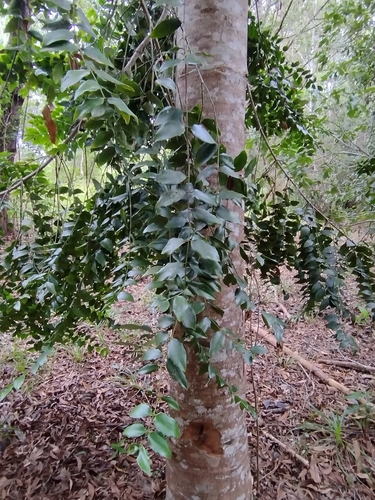 Agathis robusta