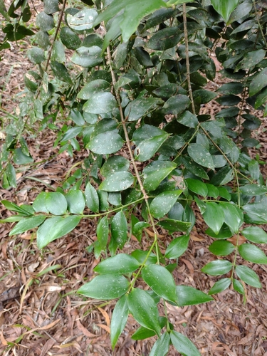 Agathis robusta