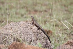 Matobosaurus validus