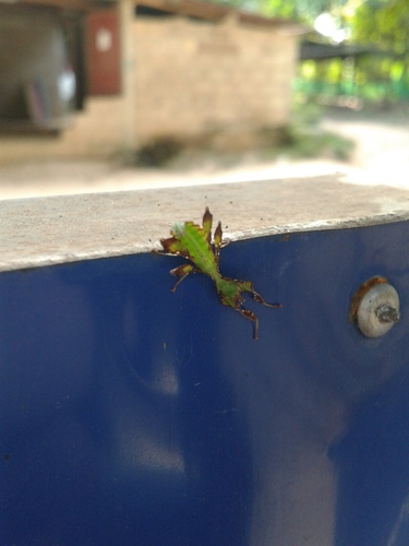 Phylliidae
