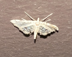 Lygropia
