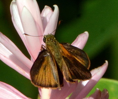 Synapte malitiosa