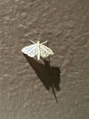 Lygropia