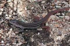 Aspidoscelis angusticeps