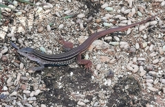 Aspidoscelis angusticeps