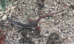 Aspidoscelis angusticeps