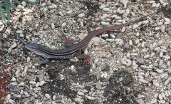 Aspidoscelis angusticeps