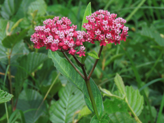 Asclepias incarnata incarnata