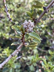 Ceanothus pinetorum