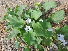 Exodeconus maritimus