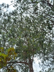 Pinus
