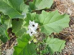Exodeconus maritimus