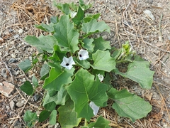 Exodeconus maritimus