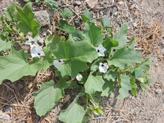 Exodeconus maritimus