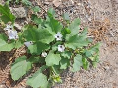 Exodeconus maritimus
