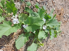 Exodeconus maritimus