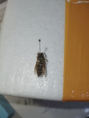 Vespula shidai