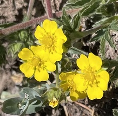 Potentilla nivea