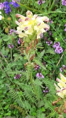 Pedicularis sibthorpii